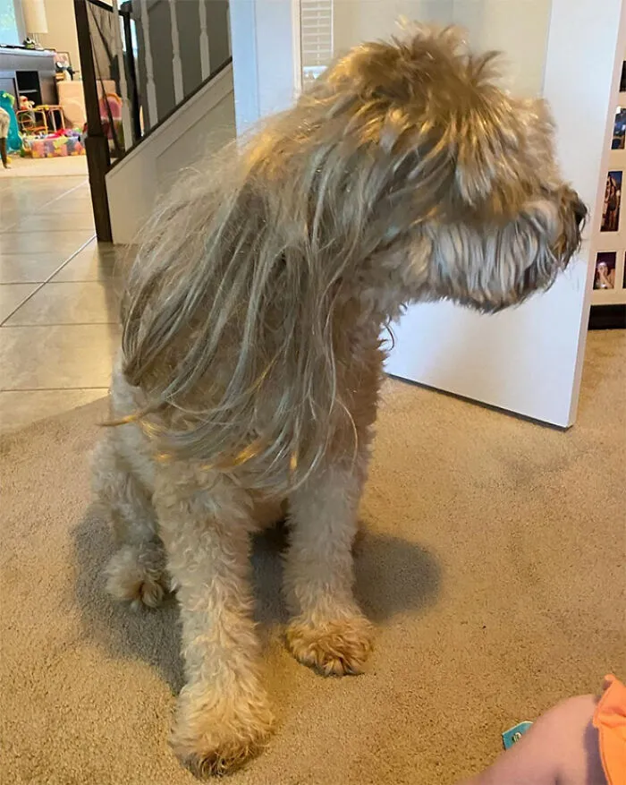 30 Pics Of Dogs With Mullets That Are Making The Internet Confused
