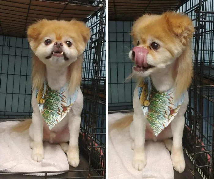 30 Pics Of Dogs With Mullets That Are Making The Internet Confused