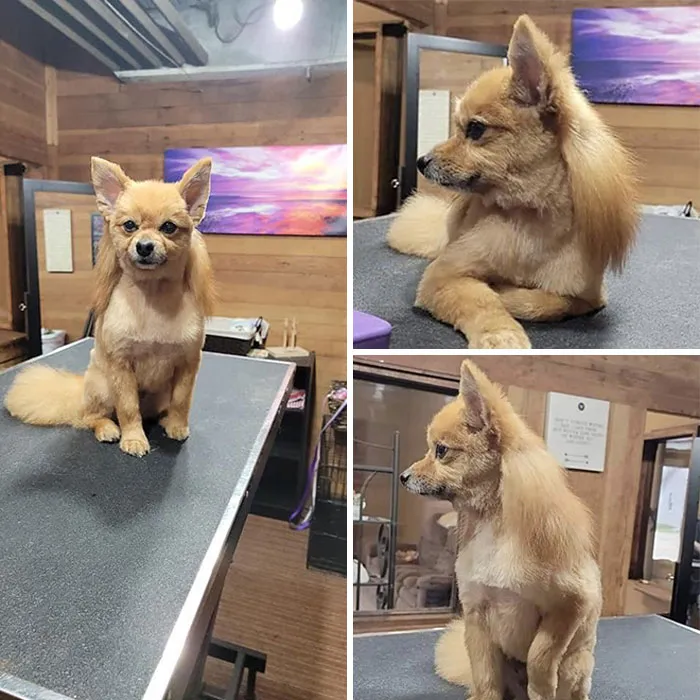 30 Pics Of Dogs With Mullets That Are Making The Internet Confused