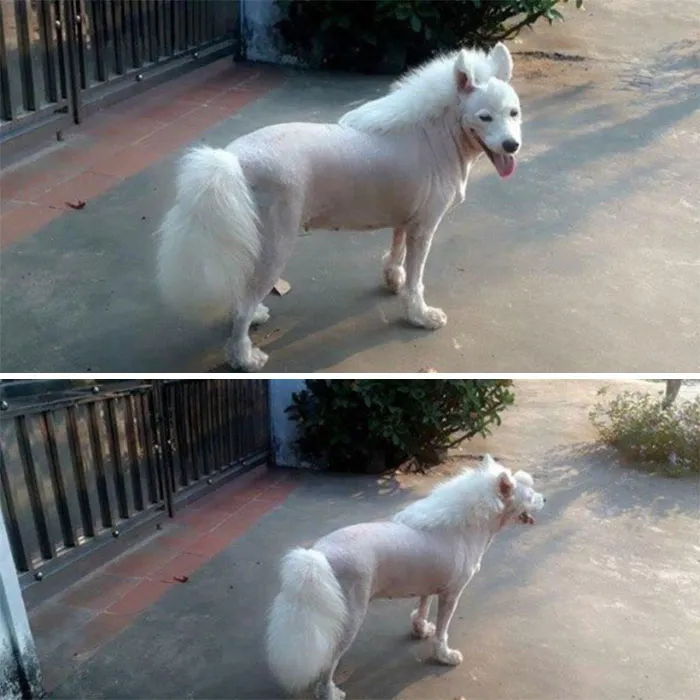 30 Pics Of Dogs With Mullets That Are Making The Internet Confused