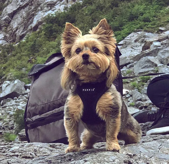 30 Pics Of Dogs With Mullets That Are Making The Internet Confused