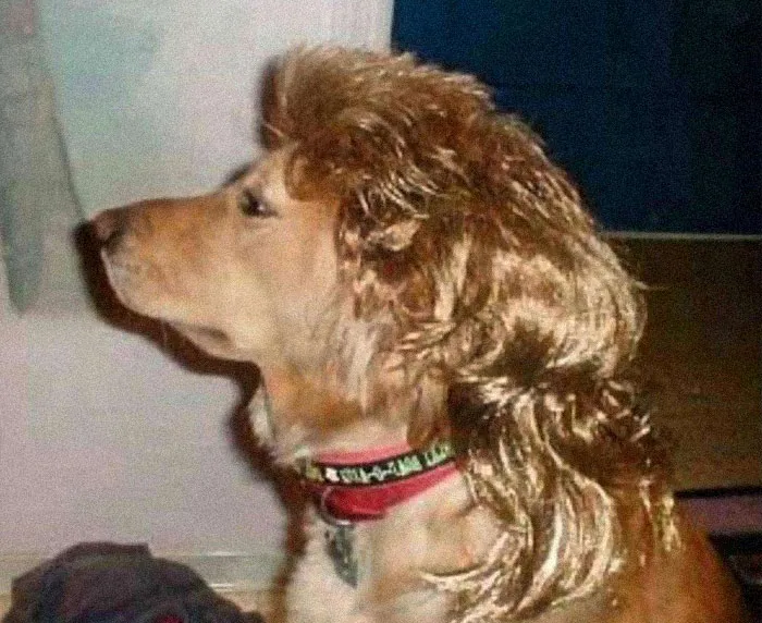 Dog with a mullet hairstyle, wearing a red collar, looking to the side.