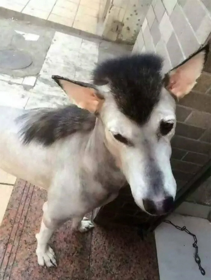 30 Pics Of Dogs With Mullets That Are Making The Internet Confused