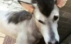 30 Pics Of Dogs With Mullets That Are Making The Internet Confused