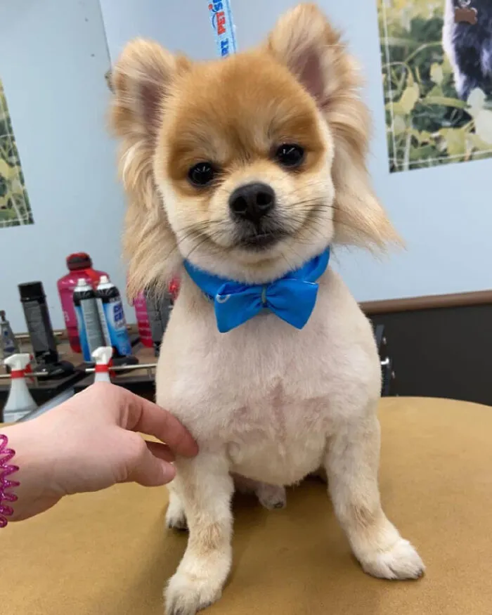 30 Pics Of Dogs With Mullets That Are Making The Internet Confused