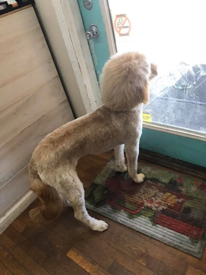 Dog with a mullet haircut looking out a glass door, standing on a decorative mat.
