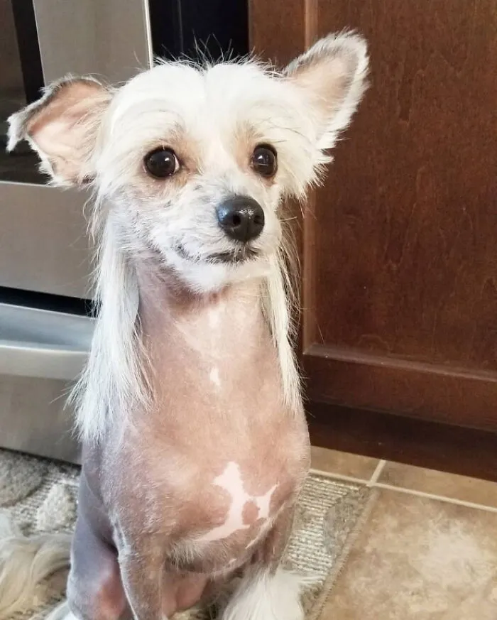 30 Pics Of Dogs With Mullets That Are Making The Internet Confused