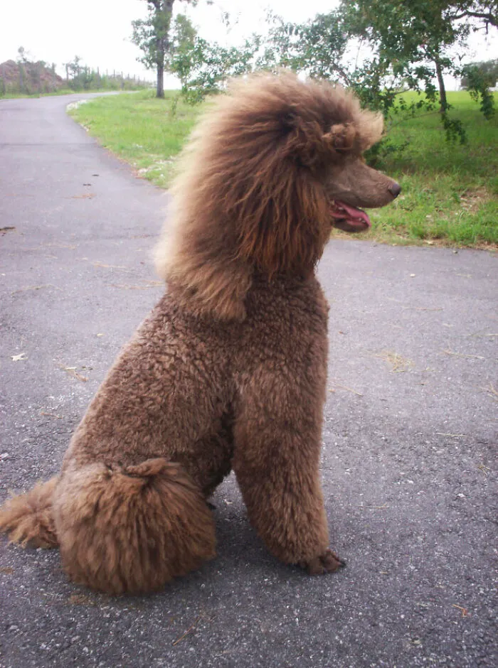 30 Pics Of Dogs With Mullets That Are Making The Internet Confused