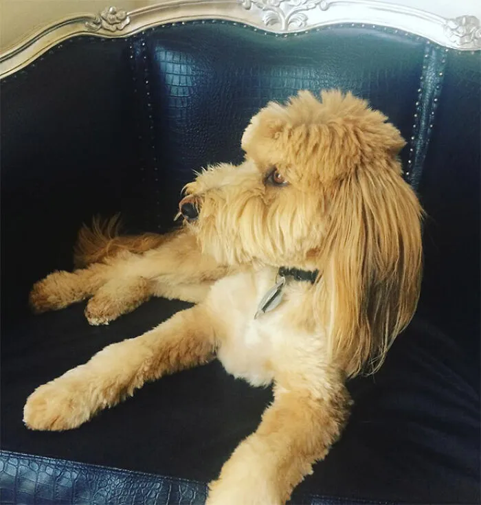 30 Pics Of Dogs With Mullets That Are Making The Internet Confused