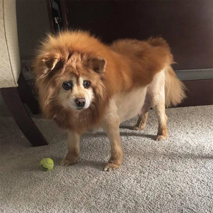30 Pics Of Dogs With Mullets That Are Making The Internet Confused