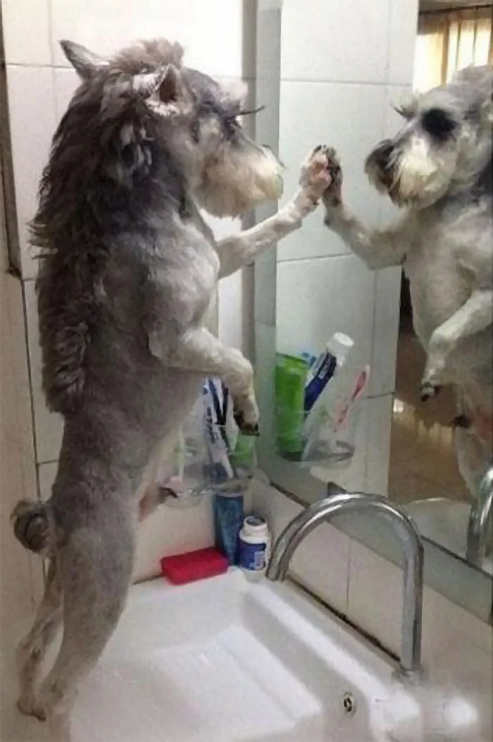 30 Pics Of Dogs With Mullets That Are Making The Internet Confused