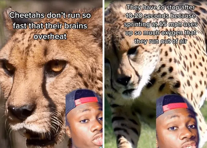 Guy Exposes 24 Animal Lies We Believe As Kids, Provides An Explanation About What Is Actually Happening