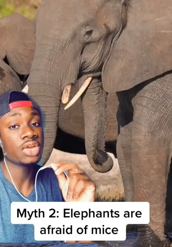 Guy Exposes 24 Animal Lies We Believe As Kids, Provides An Explanation About What Is Actually Happening