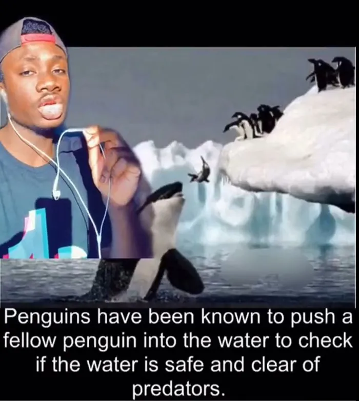 Guy Exposes 24 Animal Lies We Believe As Kids, Provides An Explanation About What Is Actually Happening