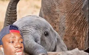 Guy Exposes 24 Animal Lies We Believe As Kids, Provides An Explanation About What Is Actually Happening