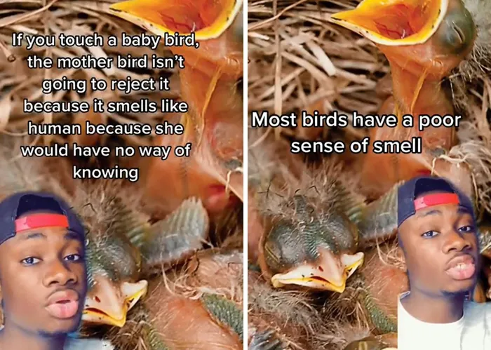 Guy Exposes 24 Animal Lies We Believe As Kids, Provides An Explanation About What Is Actually Happening