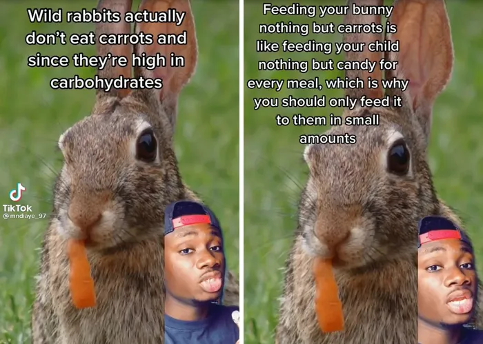 Guy Exposes 24 Animal Lies We Believe As Kids, Provides An Explanation About What Is Actually Happening