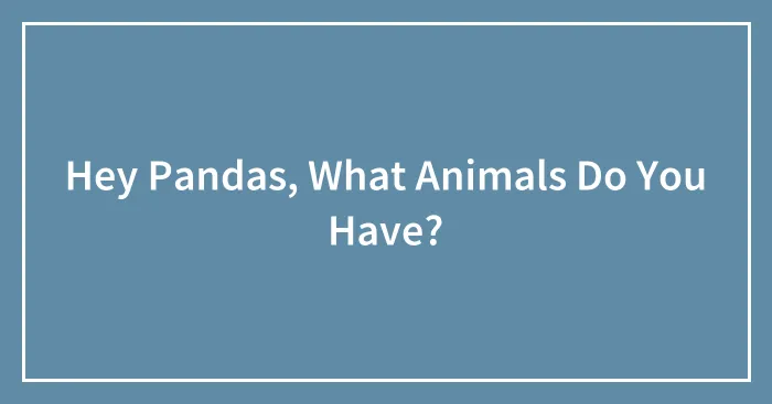 Hey Pandas, What Animals Do You Have? (Closed)