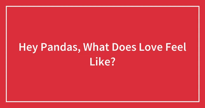 Hey Pandas, What Does Love Feel Like? (Closed)