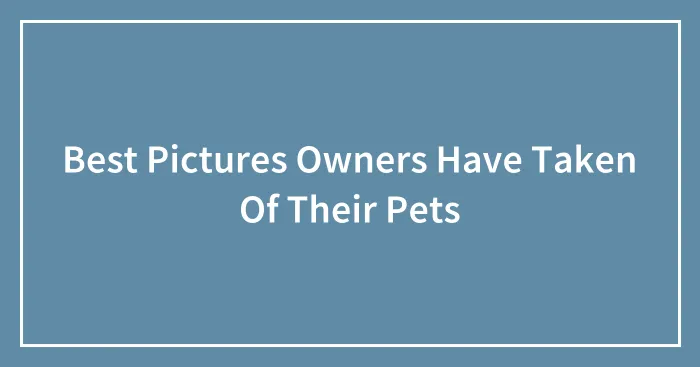 Best Pictures Owners Have Taken Of Their Pets