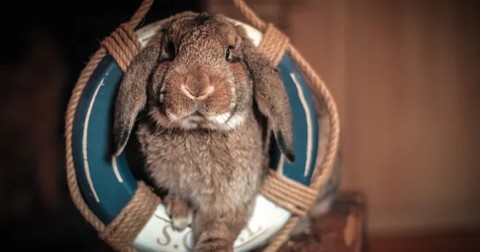 My Trained Bunny Jūris