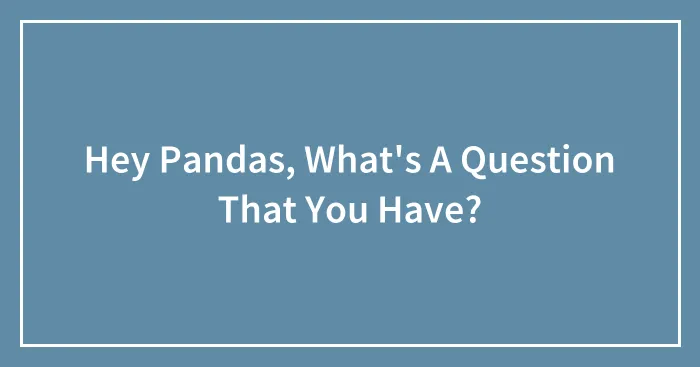 Hey Pandas, What's A Question That You Have?
