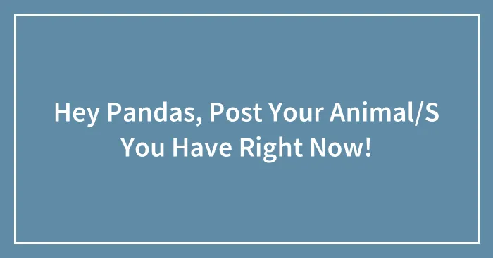 Hey Pandas, Post Your Animal/S You Have Right Now!