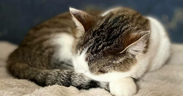 Hey Pandas, Post Your Animal(s) You Have Right Now (Closed)