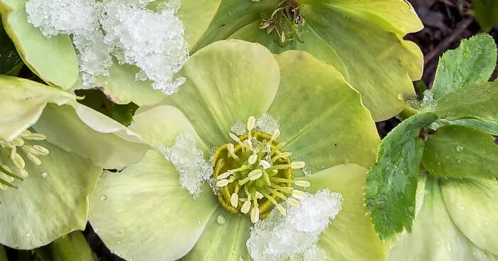 Hey Pandas, Post A Photo Of Spring Flowers That Suddenly Appeared Under The Snow (Closed)