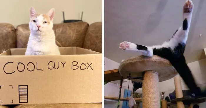 Hey Pandas, Post The Funniest Pic Of Your Pet (Closed)