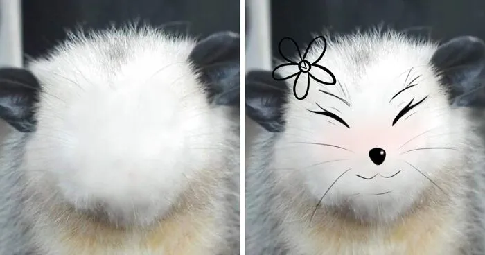 Hey Pandas, Draw A Face For This Opossum (Closed)