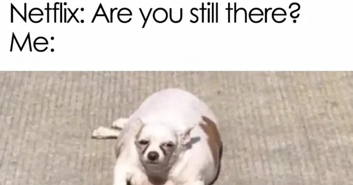Hey Pandas, Post The Funniest Pet Meme You Can Find (Closed)