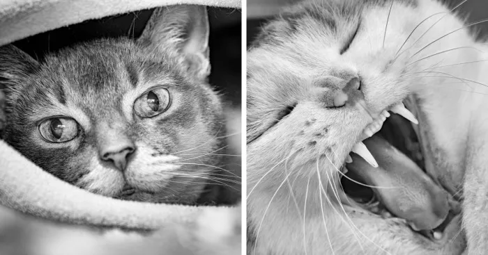 There Aren't Enough Black And White Photographs Of Cats, Nor Can There Be, So Here Are Mine