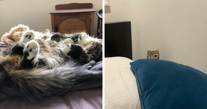 Hey Pandas, Post The Derpiest Picture Of Your Pet(s) That You Have (Closed)