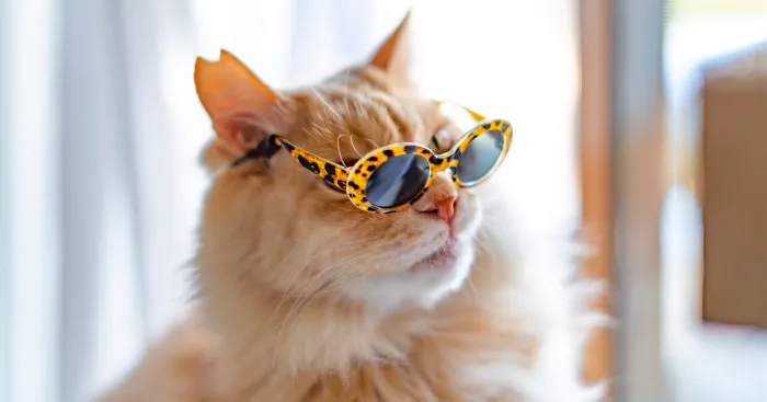 I Took Photos Of My Cats Wearing Glasses (10 Pics)