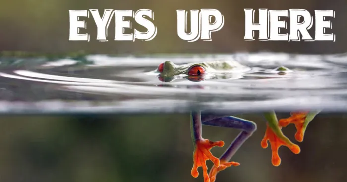 I Use Wildlife Photos From Photographers All Over The World To Create New Memes