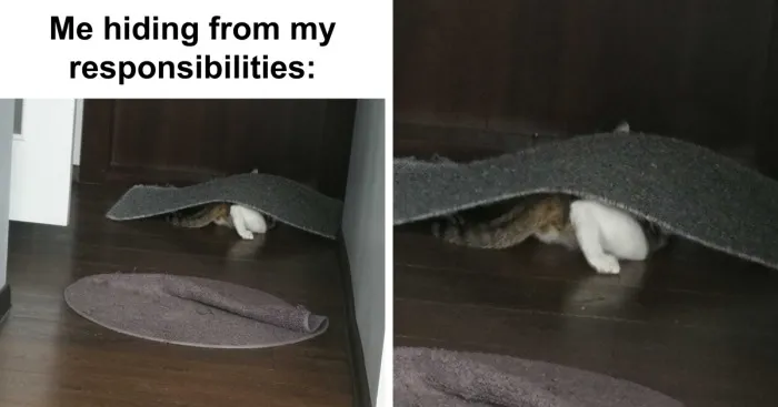 Hey Pandas, Create A Relatable Meme (Closed)