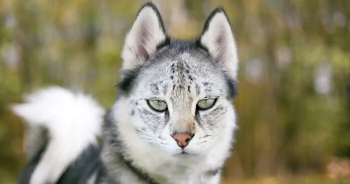 Hey Pandas, Make A Dog Have With A Cat Face (Closed)