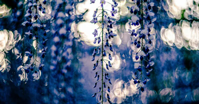 I Photographed Japanese Wisteria And Pictures Look Like Paintings