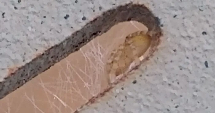 Hey Pandas, Post The Cutest Picture Of A Spider (Closed)