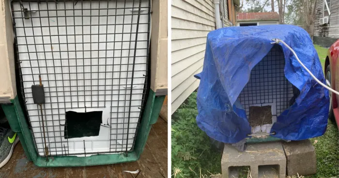 How I Saved The Strays From A Frozen Death With A Shelter Budget Of 0$