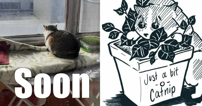 Hey Pandas, Turn A Pic Of Your Pet Into A Meme (Closed)