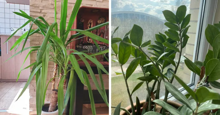 Hey Pandas, Post A Picture Of One Of Your Plants (Closed)