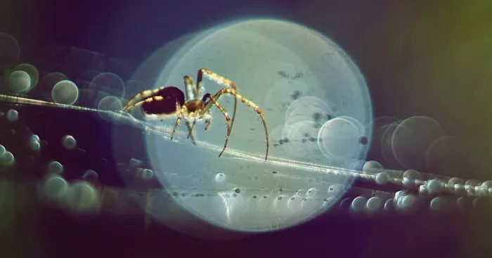 I Photograph Spiders And Their Beautiful Faces
