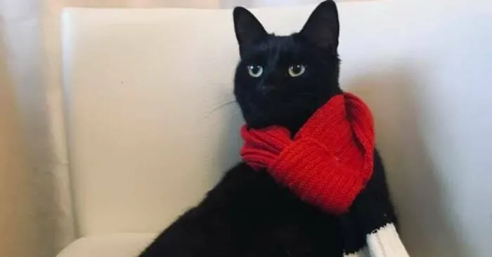 I Saved My Cat & Now She Saves Me Every Day (29 Pics)