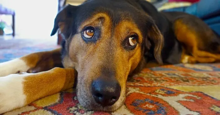Hey Pandas, Photoshop This Sad Dog To Make It Unique (Closed)