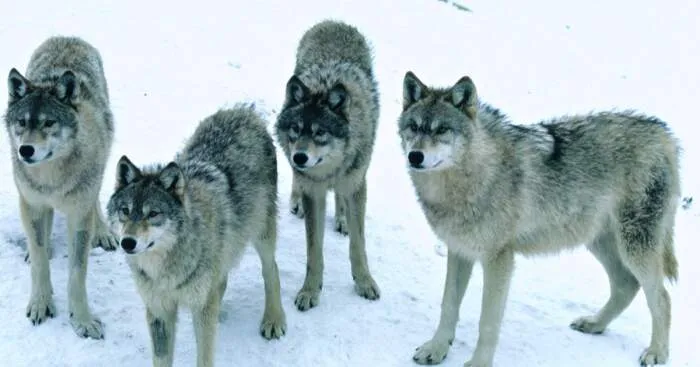 Hey Pandas, Photoshop These Wolves To Make Them Look Cool (Closed)