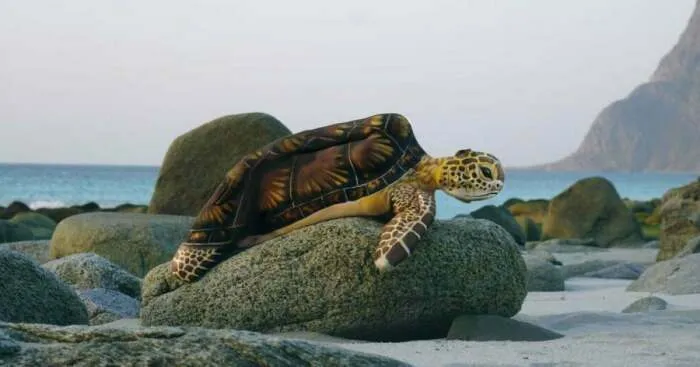We Created The Memories Of "Sea Turtle"