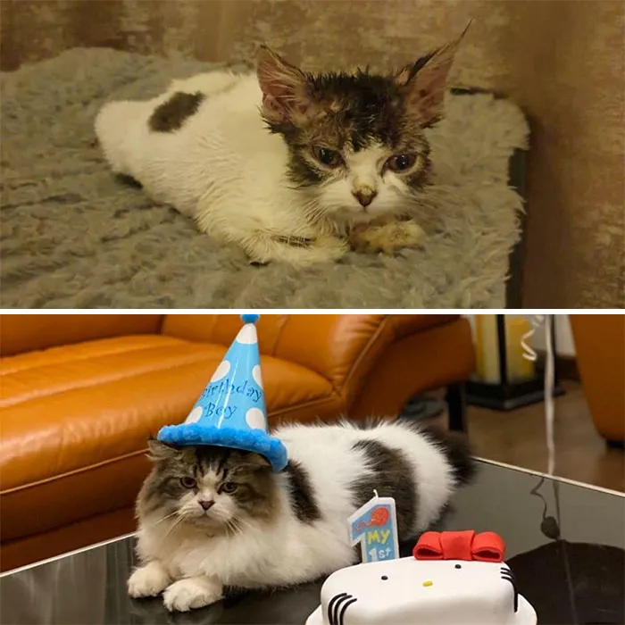 Miffy’s Transformation! He Recently Turned 1!