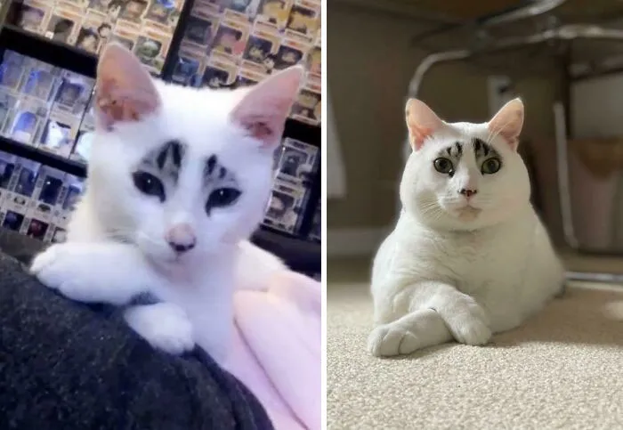 I Was Told To Post The Squid Here. As You Can See, He’s Always Been Fancy